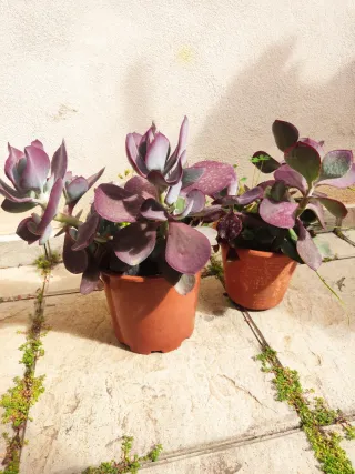 Lote plantas naturales 40 cm aprox variedad