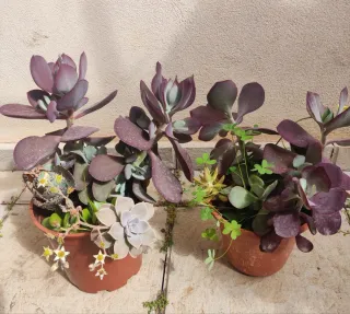 Lote plantas naturales 40 cm aprox variedad