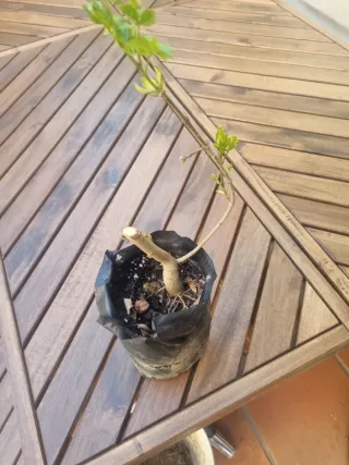 Prebonsái Fresno de Flor