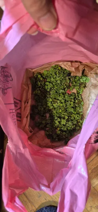 Salvinia flotante para acuario porción generosa