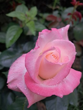 Servicios de Jardinería y Piscinas