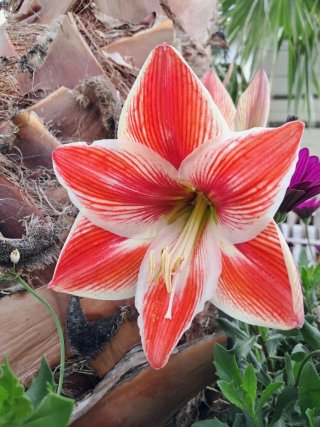 Servicios de Jardinería y Piscinas