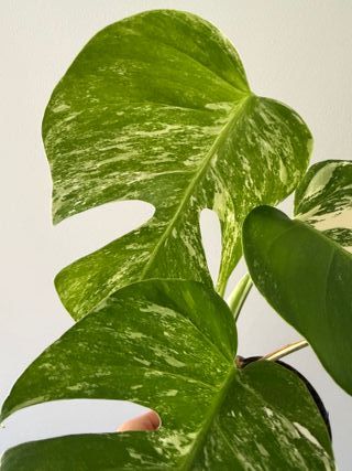 Monstera Albo Variegata