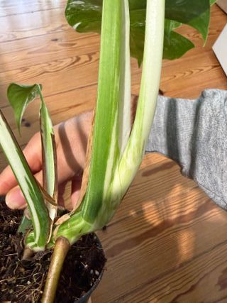 Monstera Albo Variegata