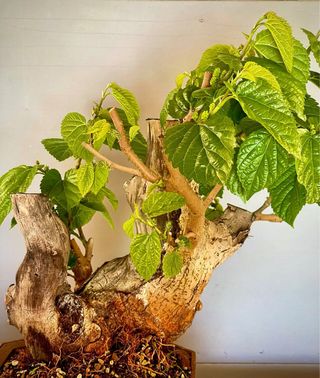 Bonsai Morera