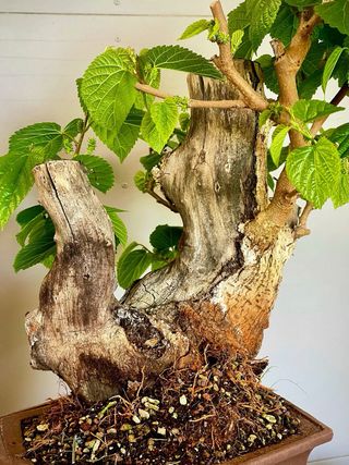 Bonsai Morera