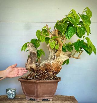 Bonsai Morera