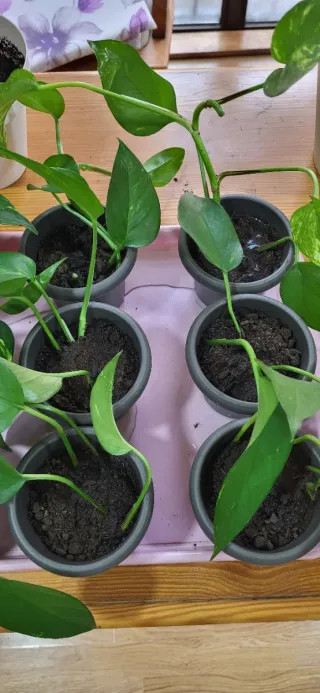 Planta Poto Verde