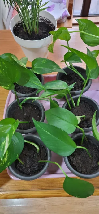 Planta Poto Verde