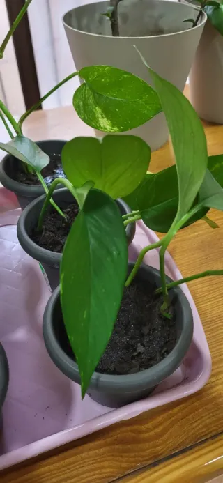 Planta Poto Verde