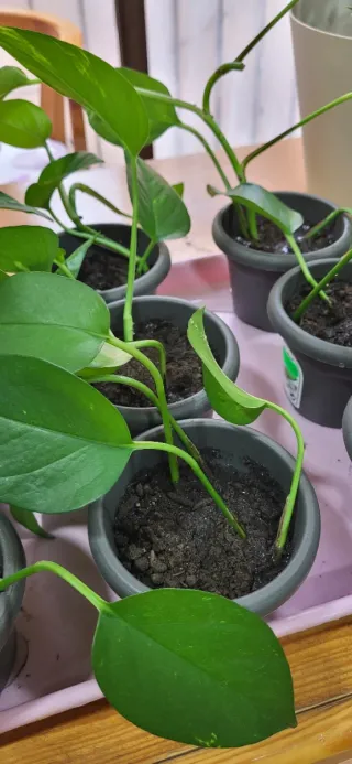 Planta Poto Verde