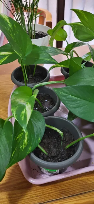 Planta Poto Verde