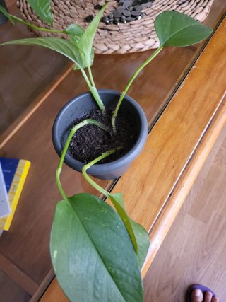 Planta Poto Verde