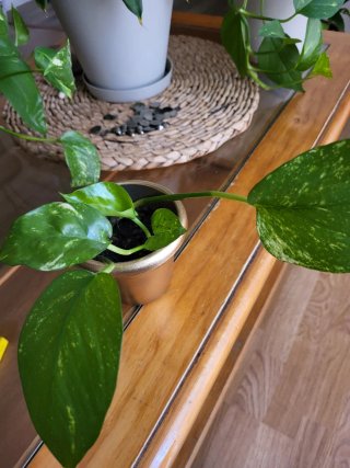 Planta Poto Verde
