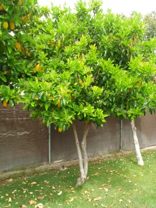 Árbol de sombra