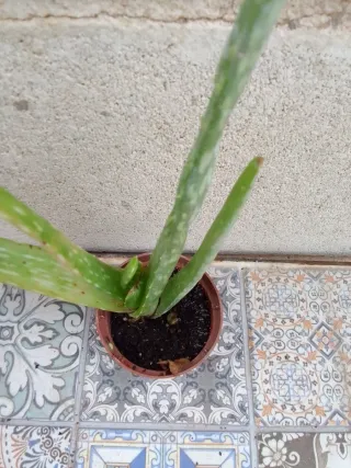 Planta Aloe Vera