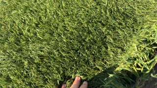 Césped artificial