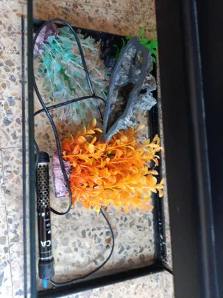 Pecera de cristal con tapa negra