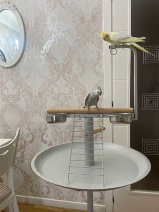 Parque para loros con perchas y cuencos