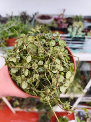 Peperomia (collar de tortuga )