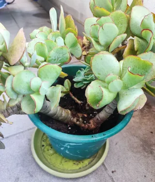 ÁRBOL DE JADE 30CM + SUCULENTA (MACETA NO INCLUIDA