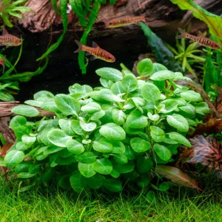 Lote 8 plantas de acuario variadas y coloridas