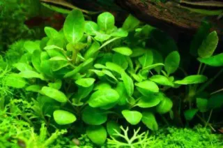 Lote 8 plantas de acuario variadas y coloridas