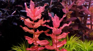 Lote 8 plantas de acuario variadas y coloridas