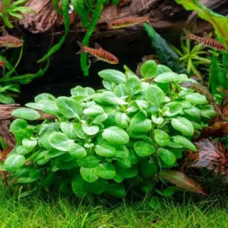 Lote 8 plantas de acuario variadas y coloridas