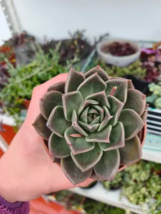 Echeveria Penélope