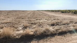 Tierra secano cereal, Puebla de Sancho Pérez.