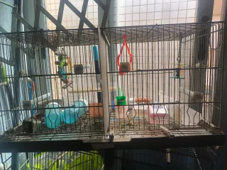 Jaulas para pájaros