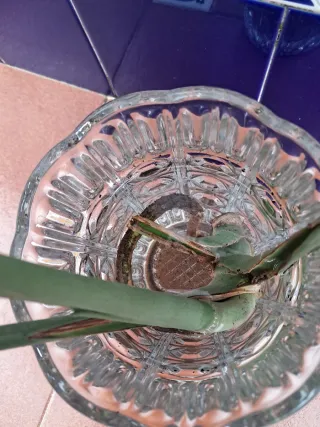 Esqueje Monstera Deliciosa