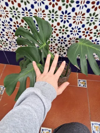 Esqueje Monstera Deliciosa