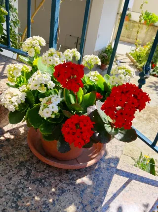 Pianta Calandiva Fiorita