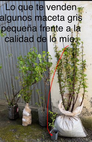 Planta de grosellas grande