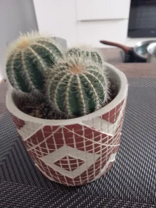 Cactus en maceta decorada