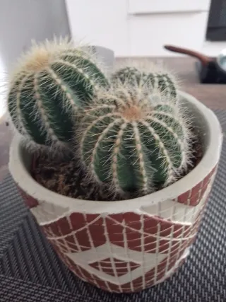 Cactus en maceta decorada