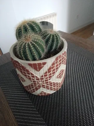Cactus en maceta decorada