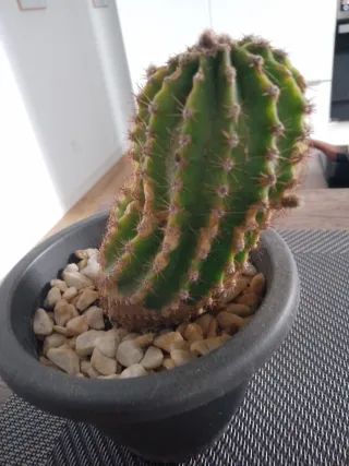 Cactus