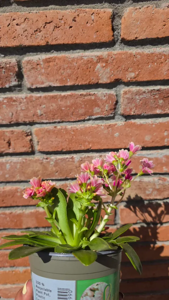 Lewisia color rosa