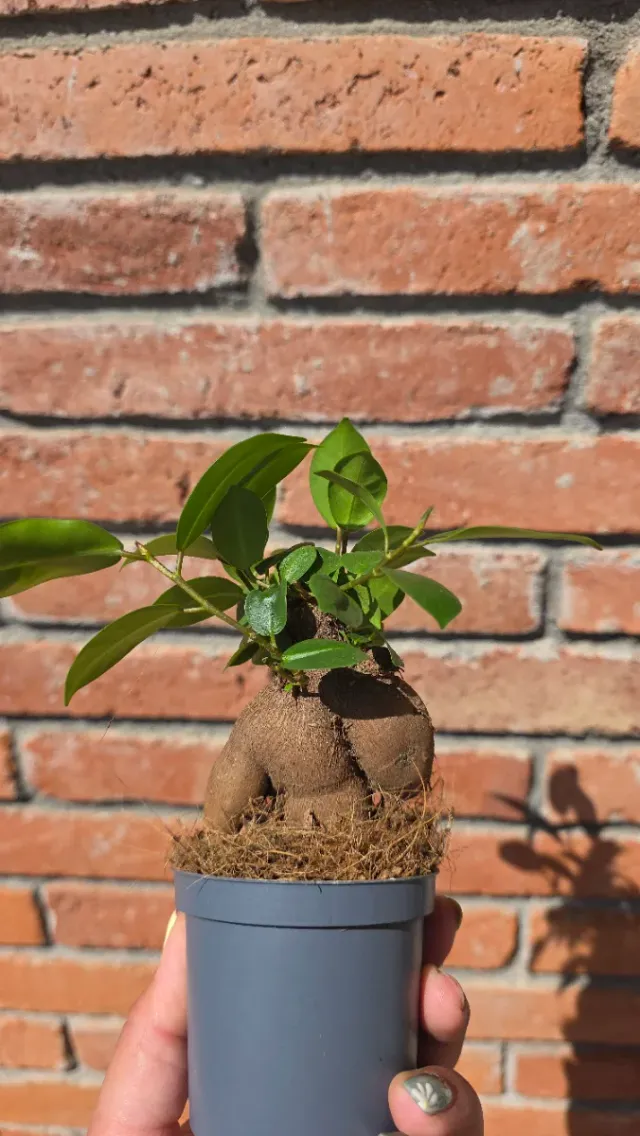 Ficus Benjamina