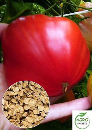 Semillas de tomate "Desayuno Inglés" (10 unidades)