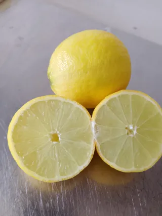 Pianta di limone in vaso