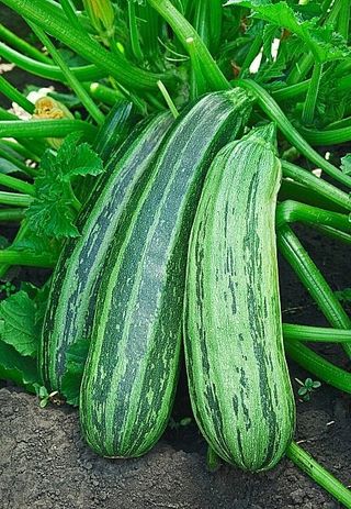 Semillas de calabacín "Cebra" (5 unidades)