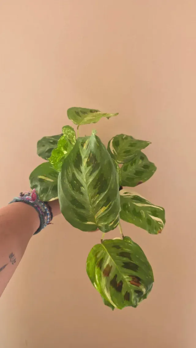 Maranta variegada