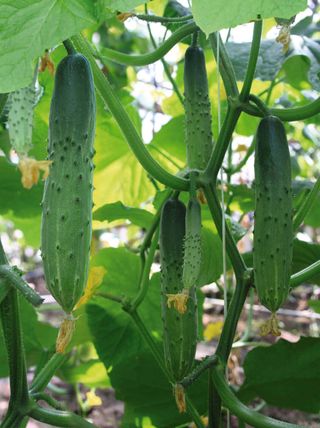 Semillas de pepino "Atleta"(10 unidades)