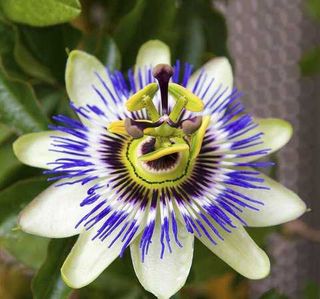 Semillas de pasiflora "Estrella de Caballería" 3 u