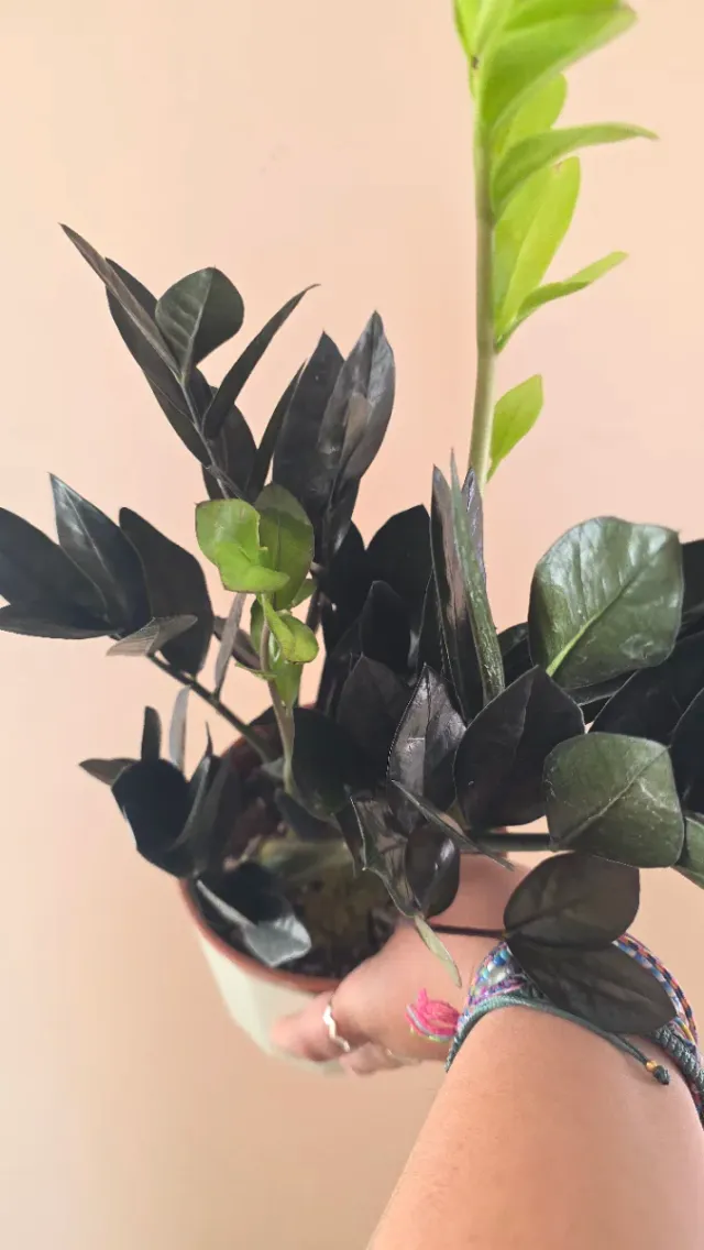 Zamioculca Zamifolia Raven