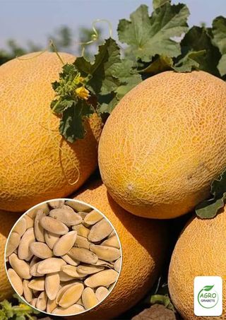 Semillas de melón de "Miel Gigante" (5 unidades)